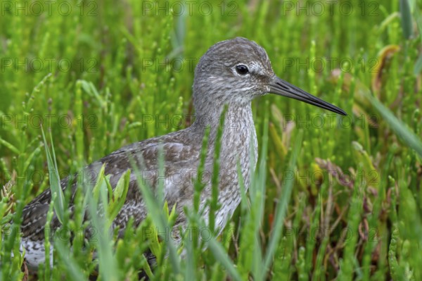 Common redshank (Tringa totanus) juvenile hidden in vegetation with glasswort on the shore of