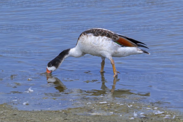 Common shelduck (Tadorna tadorna, Anas tadorna) juvenile foraging in shallow water along muddy pond