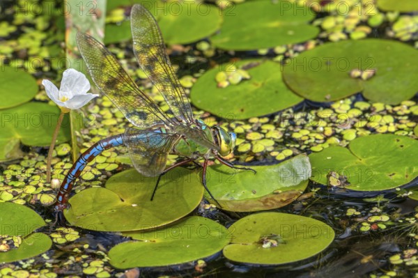 Emperor dragonfly, blue emperor (Anax imperator, Anax formosa) female with blue abdomen laying eggs