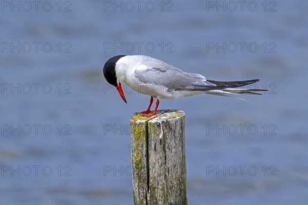 Common tern (Sterna hirundo) adult in breeding plumage perched on wooden pole along the North Sea