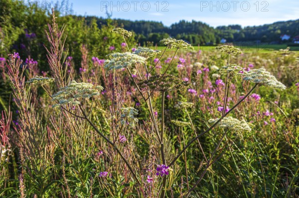 Grasses in the evening light in a meadow in a rural setting near Henan on Orust, Bohuslän, Västra