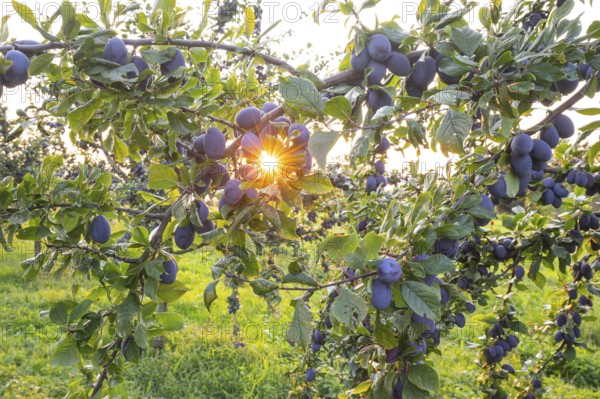 Plum tree in summer with ripe fruit and radiant sun star