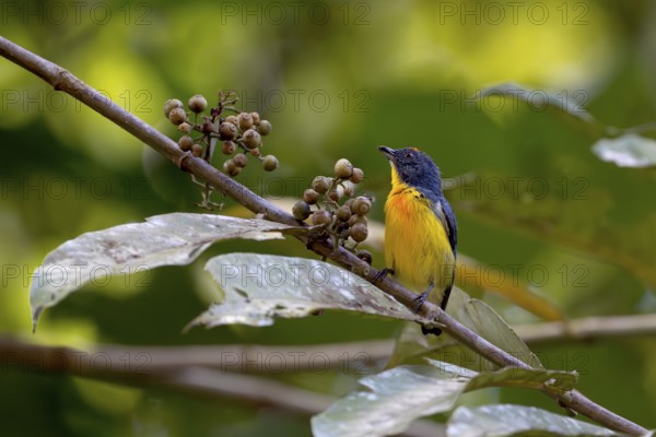 Yellow-rumped Flowerpecker (Prionochilus xanthopygius), Lahad Datu, Sabah, Malaysia