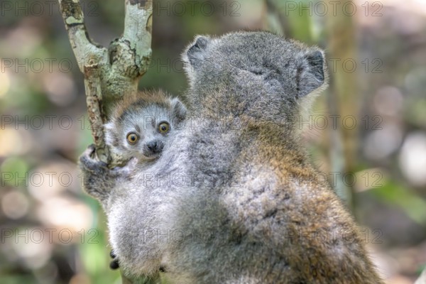 Crowned lemur (Eulemur coronatus), juvenile, with mother, Le Palmarium Reserve, Ambinaninony,