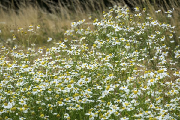 Matricaria chamomilla (Matricaria chamomilla) at the edge of a field, Münsterland, North