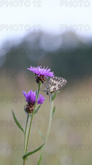 Checkerspot butterfly (Melanargia galathea) in a meadow knapweed (Centaurea jacea), underside of