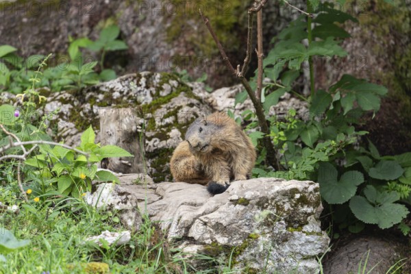 Adult marmot scratches itself on the Königsbachalm near Berchtesgaden