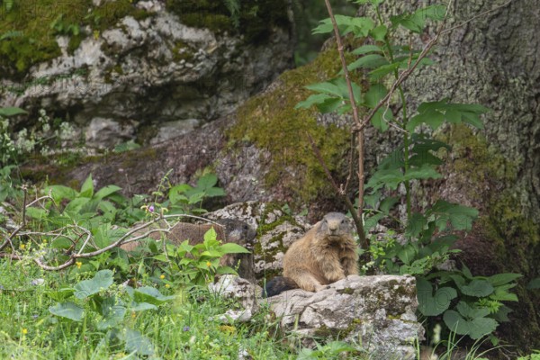 Young and adult marmot on the alpine meadow in front of the burrow on the Königsbachalm near