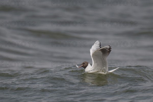 Black-headed gull (Chroicocephalus ridibundus) in summer plumage, with a small fish in its beak,