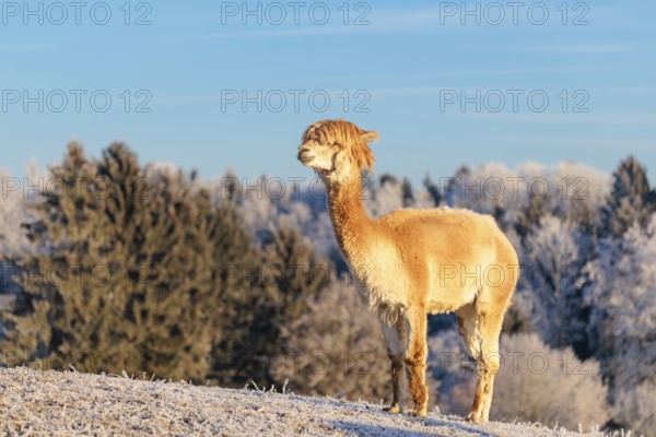 A white alpaca (Vicugna pacos) stands in the early morning light on a frozen meadow in hilly