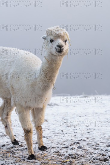 A white alpaca (Vicugna pacos) stands in dense fog on a frozen meadow in hilly terrain. Captive,