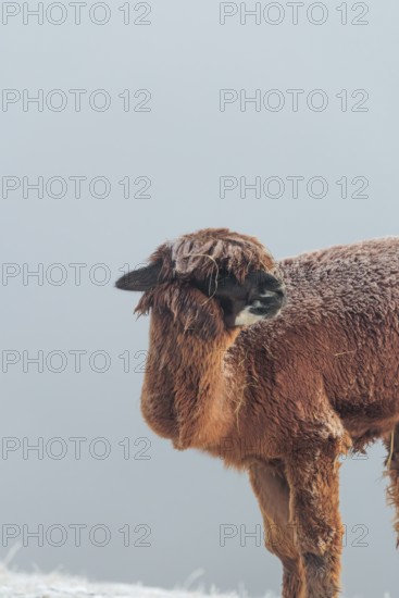 A brown alpaca (Vicugna pacos) stands in dense fog on a frozen meadow in hilly terrain. Captive,