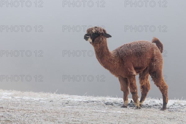 A brown alpaca (Vicugna pacos) stands in dense fog on a frozen meadow in hilly terrain. Captive,