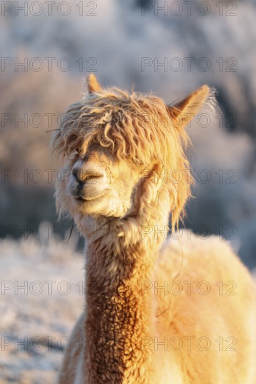 A white alpaca (Vicugna pacos) stands in the early morning light on a frozen meadow in hilly