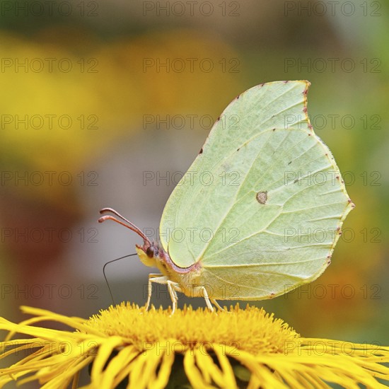 Lemon butterfly (Gonepteryx rhamny) on a yellow flower of a Great Telekie (Telekia speciosa),
