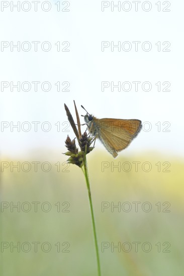 Large skipper (Ochlodes sylvanus, Augiades sylvanus), resting in the evening on a blade of grass in