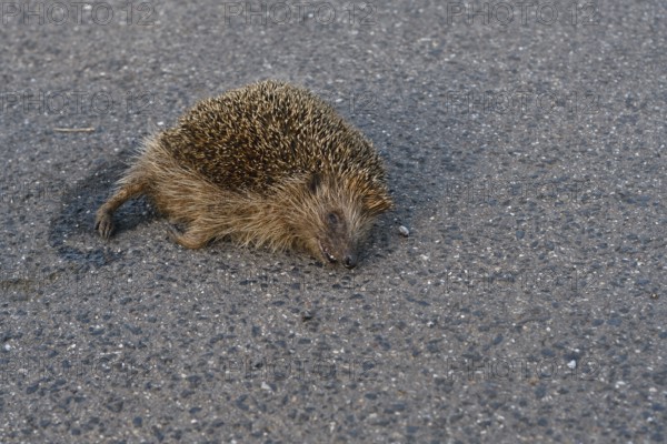 Roadkill... European hedgehog (Erinaceus europaeus), run over hedgehog lying dead on the road, run