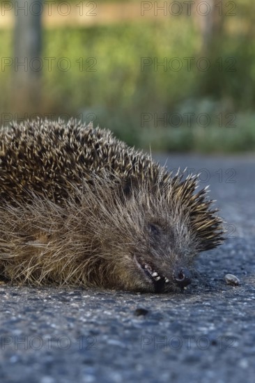Road traffic victim... Hedgehog (Erinaceus europaeus), run over hedgehog lying dead on the road,