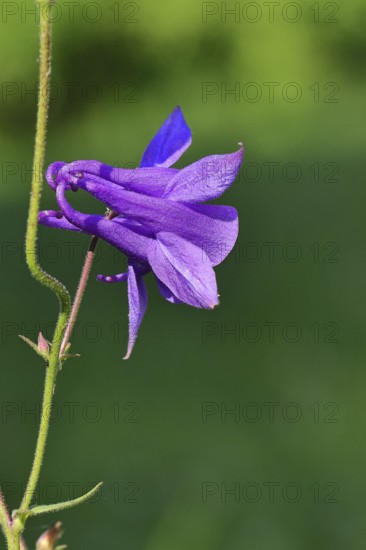 Columbine (Aquilegia vulgaris), blue flower in the garden, Wilnsdorf, North Rhine-Westphalia,