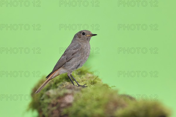 Black redstart (Phoenicurus ochruros), on a moss-covered tree stump in a garden, Wilnsdorf, North