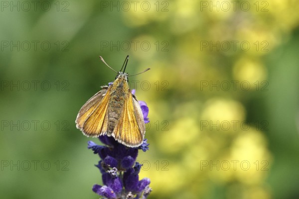 Large skipper (Ochlodes venatus), collecting nectar from a flower of Common lavender (Lavandula