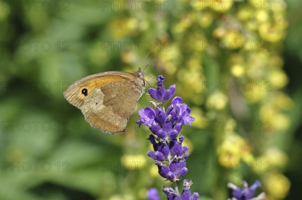 Meadow Brown (Maniola jurtina), on a lavender flower (Lavandula angustifolia), collecting nectar