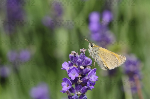 Large skipper (Ochlodes venatus), collecting nectar from a flower of Common lavender (Lavandula