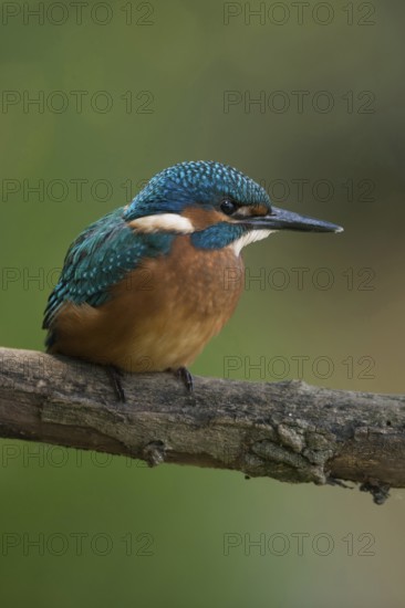 Black feet... Kingfisher (Alcedo atthis), young bird, recognisable by the dark foot colour, freshly
