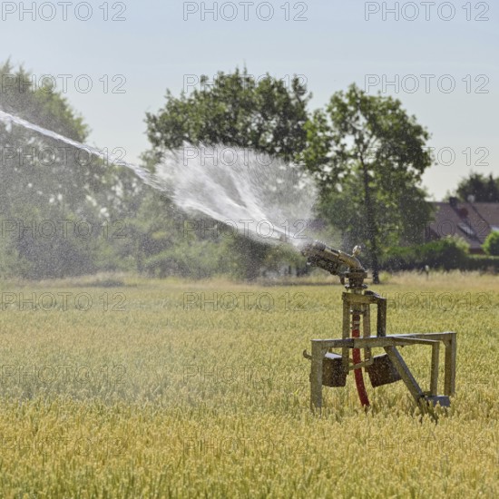 Water shortage... Midsummer (summer heat), sprinkler wagon waters a grain field on a hot summer