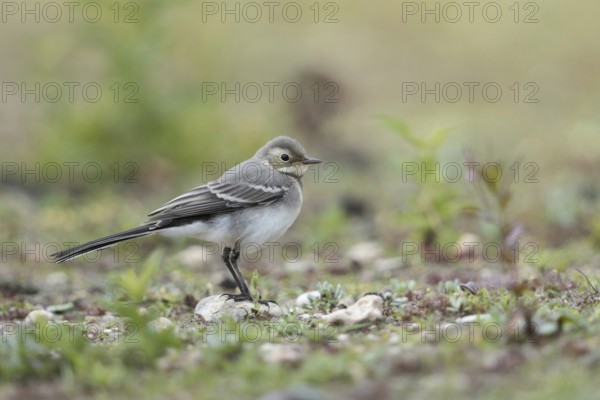 Young bird... White wagtail (Motacilla alba) in typical habitat, on a ruderal area, dry fallow