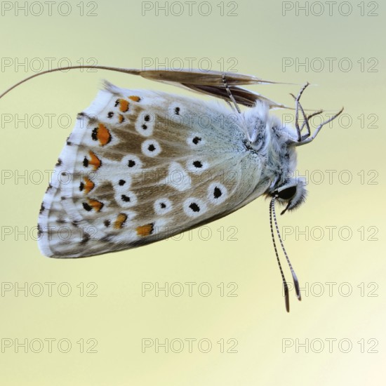 Filigree... Chalkhill Blue (Polyommatus coridon), butterfly resting upside down on a blade of