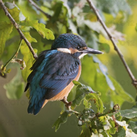 In the bushes near the shore ... Kingfisher (Alcedo atthis), fledgling sits hidden in the bushes