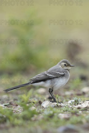 Young bird... White wagtail (Motacilla alba) in typical habitat, on a ruderal area, dry fallow
