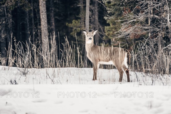 Wildlife on a winter road trip on the Icefields Parkway with lots of snow and ice, Banff National