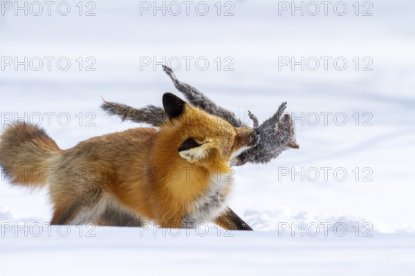 Red fox (vulpes vulpes), Fox hunting eastern gray squirrel (sciurus carolinensis) in winter.