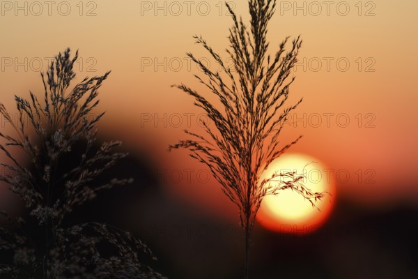 Reed (Phragmites australis), flower panicles in a marshy area, sunset, Saintes-Maries-de-la-Mer,