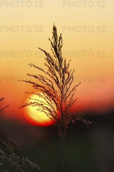 Reed (Phragmites australis), flower panicles in a marshy area, sunset, Saintes-Maries-de-la-Mer,