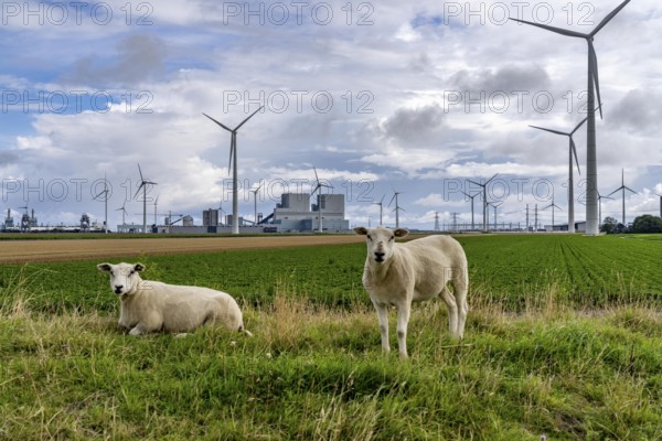 RWE coal-fired power plant Eemshavencentrale, in the seaport of Eemshaven, operator RWE Power, wind