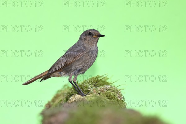 Black redstart (Phoenicurus ochruros), on a moss-covered tree stump in a garden, Wilnsdorf, North