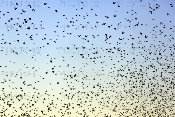 A flock of soaring starlings (Sturnus vulgaris) in the evening sky, full-frame, Camargue Regional