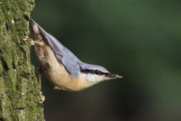 Typical nuthatch pose... European nuthatch (Sitta europaea) in typical nuthatch pose, sitting