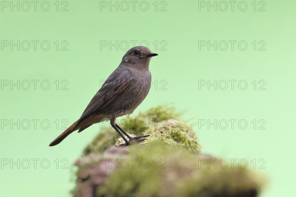 Black redstart (Phoenicurus ochruros), on a moss-covered tree stump in a garden, Wilnsdorf, North