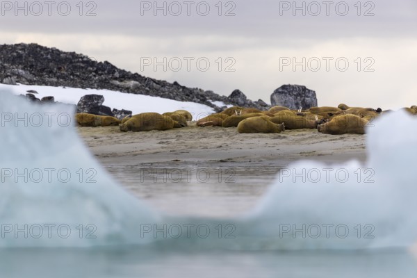 Group of walruses (Rosmarus arcticus) lying on the beach, drift ice, Mammals (Mammalia),