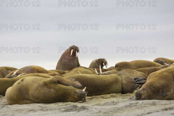 Group of walruses (Rosmarus arcticus) lying on the beach, Mammals (Mammalia), Gravnesodden,