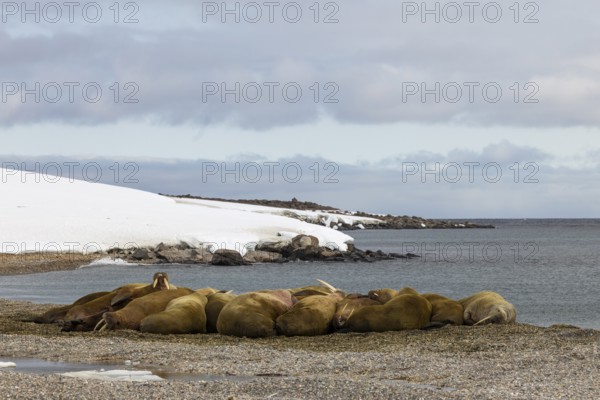 Group of walruses (Rosmarus arcticus) on the beach, Mammals (Mammalia), Eolusneset, Spitsbergen,