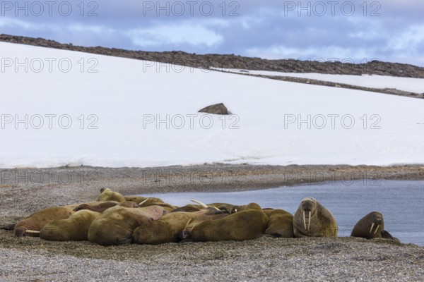 Group of walruses (Rosmarus arcticus) on the beach, snow, Mammals (Mammalia), Eolusneset,