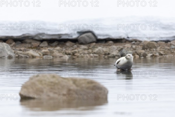 Harbour seal (Phoca vitulina) lying on a stone in the water, Mammals (Mammalia), Smeerenburgbreen,