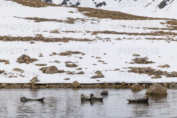 Group of harbour seals (Phoca vitulina) lying on stones in the water, Mammals (Mammalia),