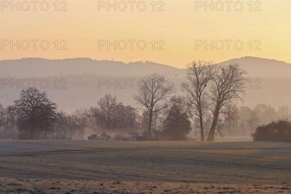 Meadows and trees in the early morning mist in the light of the rising sun, Reusstal, Aristau,