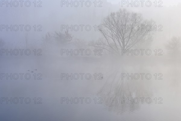 Trees in the fog are reflected in the Flachsee, Reusstal nature reserve, Freiamt, Canton Aargau,
